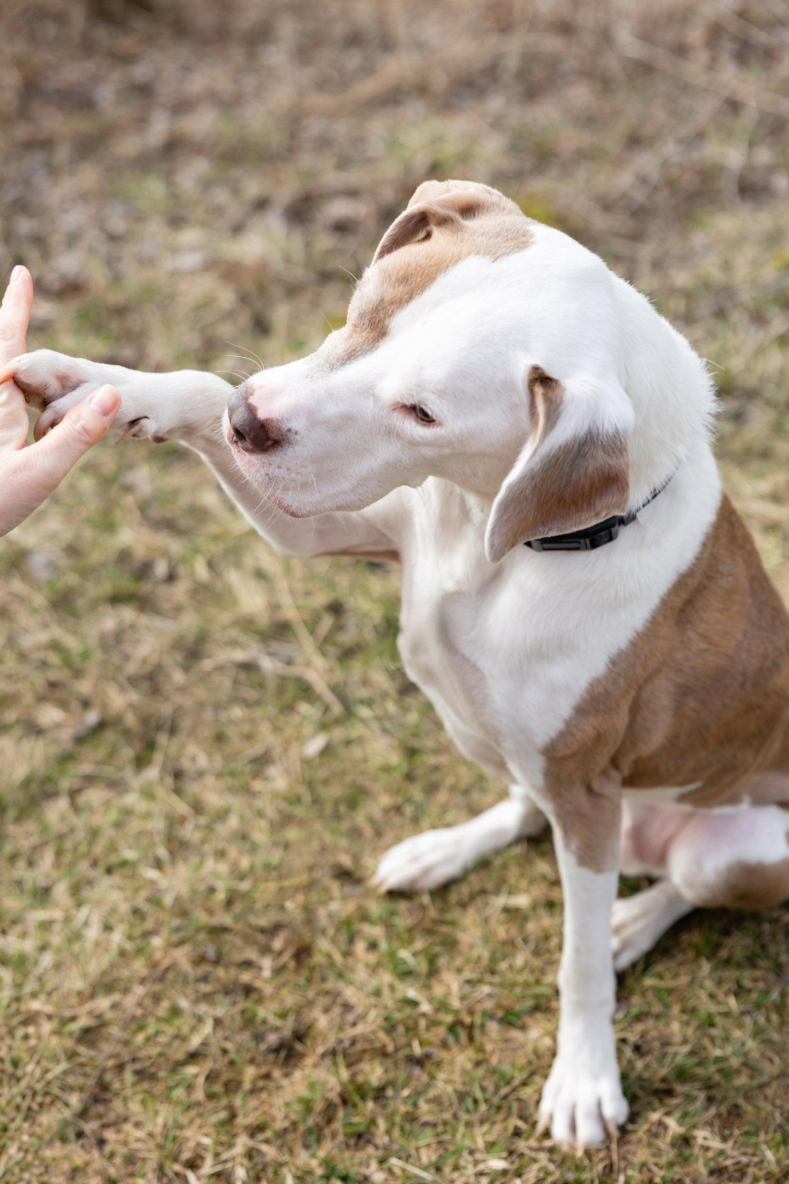 Reese, a Adoptable Pit Bull Terrier in Crete, IL image 2/3