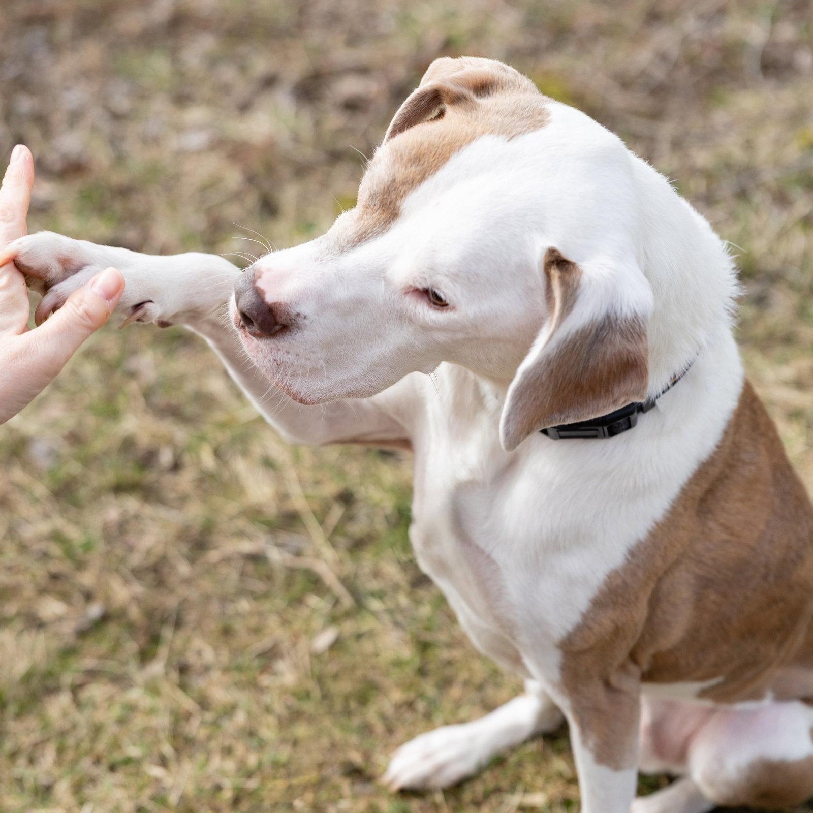 Enlarge Reese, a Adoptable Pit Bull Terrier in Crete, IL image 2/3