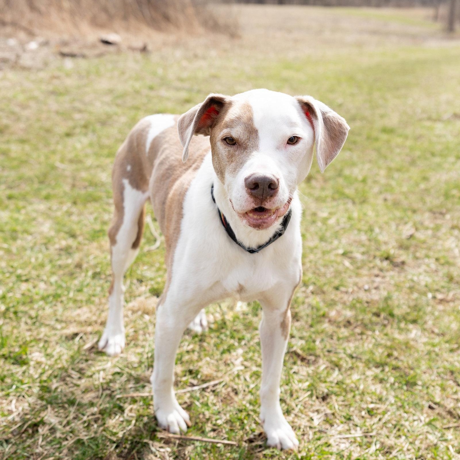 Enlarge Reese, a Adoptable Pit Bull Terrier in Crete, IL image 3/3