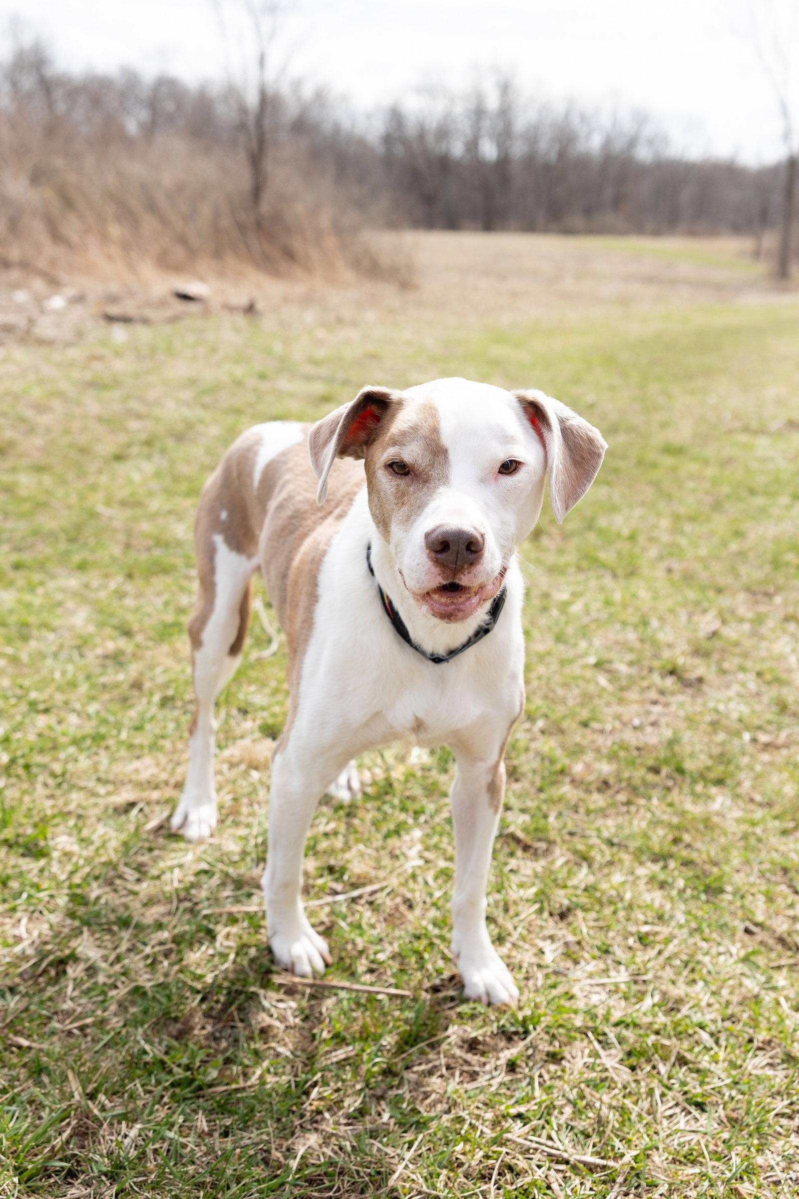 Enlarge Reese, a Adoptable Pit Bull Terrier in Crete, IL image 2/3