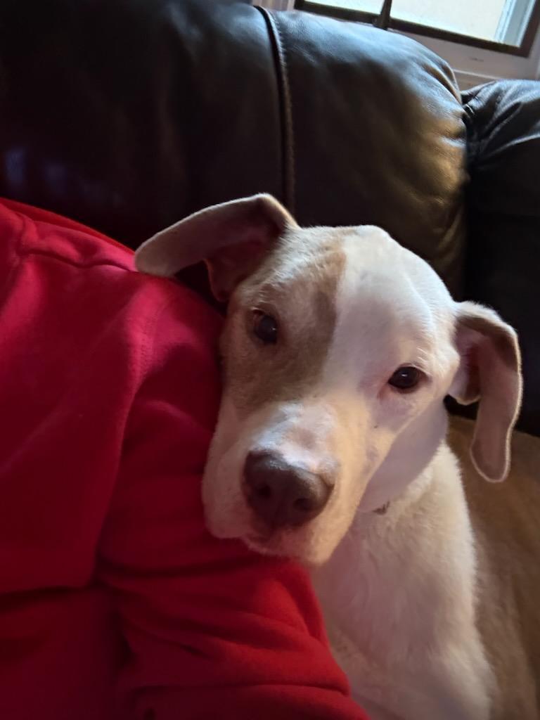 Reese, Adoptable, Senior Male Pit Bull Terrier.