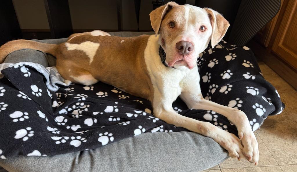 Enlarge Reese, a Adoptable Pit Bull Terrier in Crete, IL image 3/3