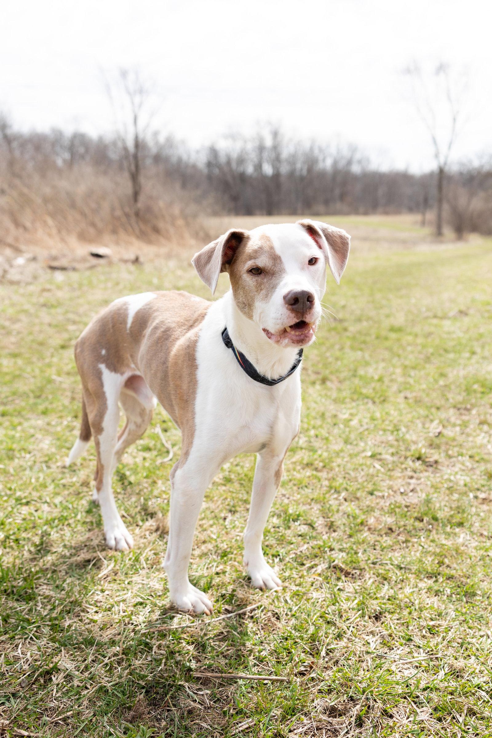Enlarge Reese, a Adoptable Pit Bull Terrier in Crete, IL image 3/3