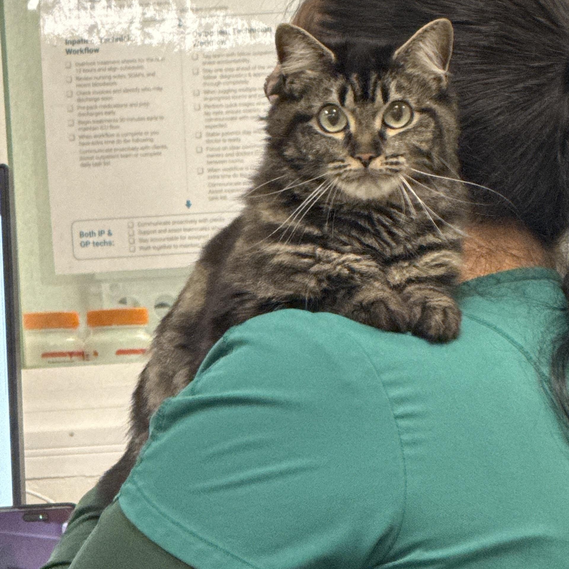 Coraline , a ADOPTABLE Domestic Medium Hair in Deltona, FL image 4/4