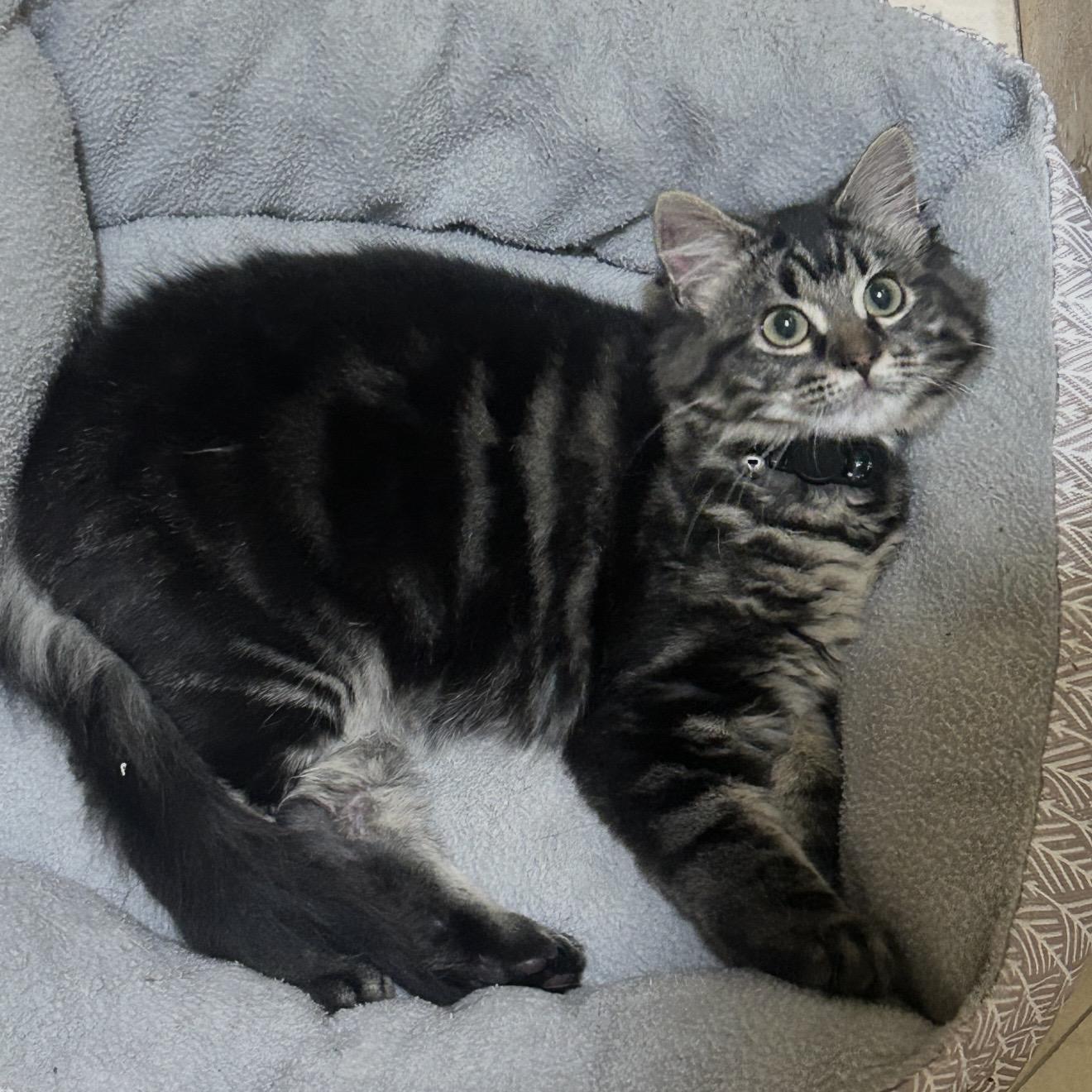 Coraline , a ADOPTABLE Domestic Medium Hair in Deltona, FL image 2/4