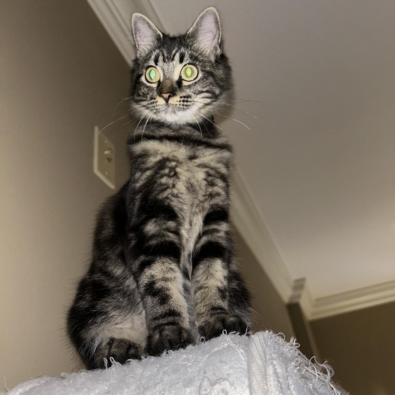 Coraline , a ADOPTABLE Domestic Medium Hair in Deltona, FL image 1/4