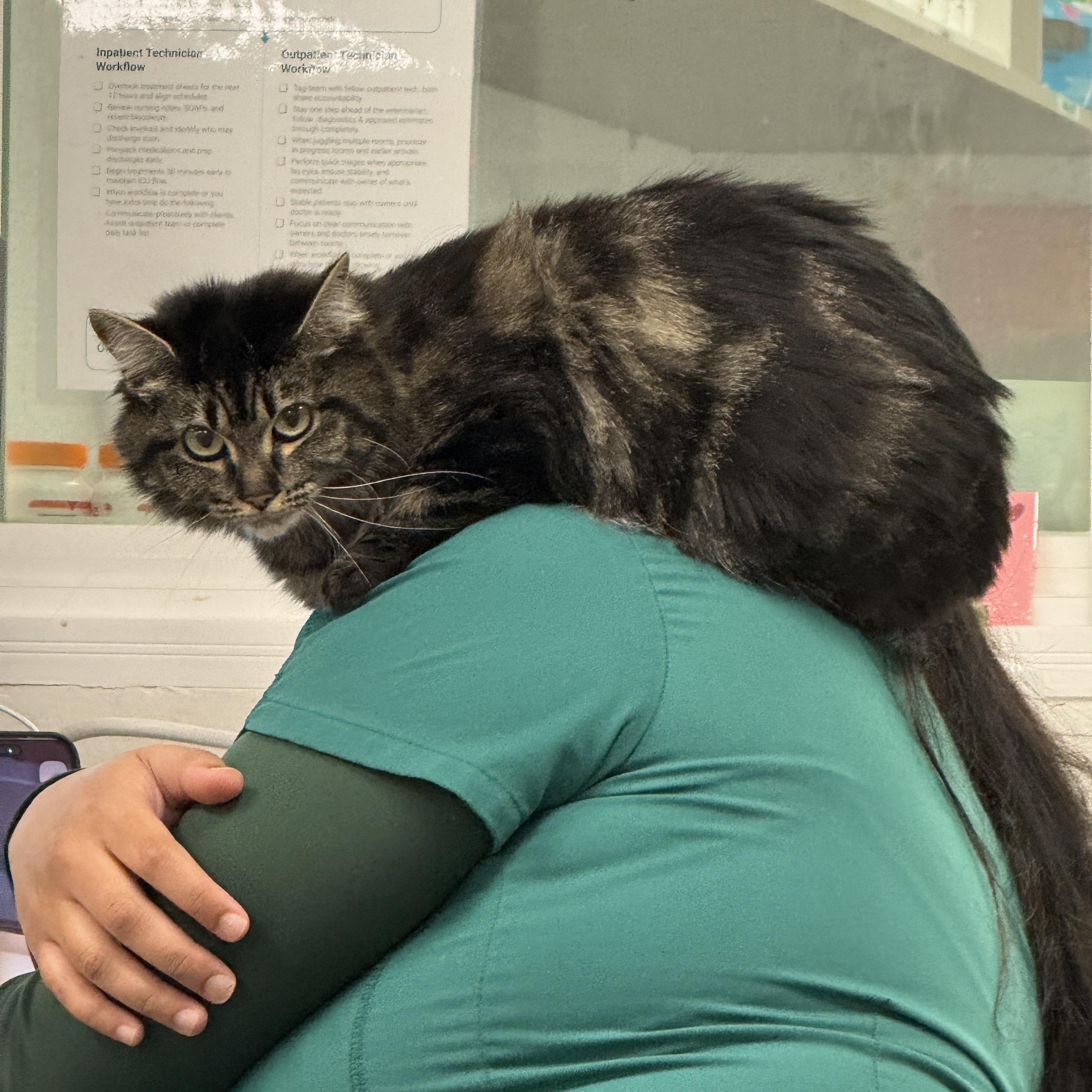 Coraline , a ADOPTABLE Domestic Medium Hair in Deltona, FL image 3/4