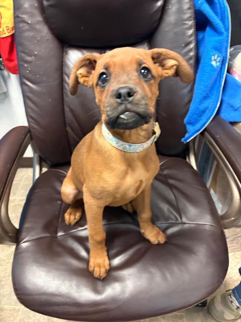 Chicken Wing, a Adoptable mixed breed in Reno, NV image 1/2