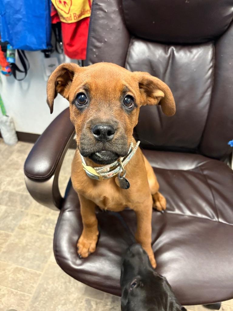 Chicken Wing, a Adoptable mixed breed in Reno, NV image 2/2