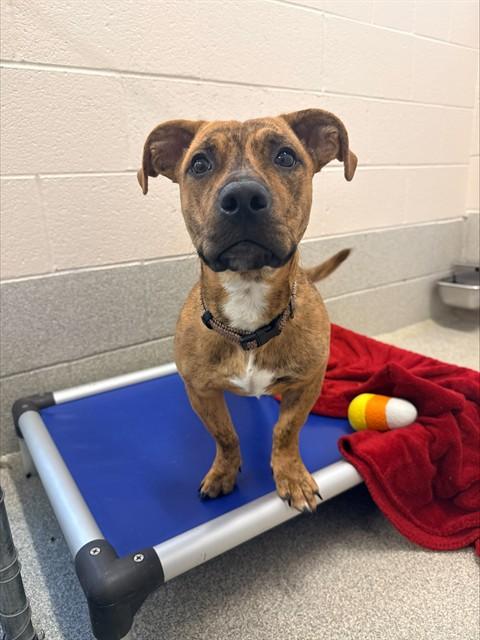 LUCY, Adoptable, Young Female Pit Bull Terrier & Mixed Breed.