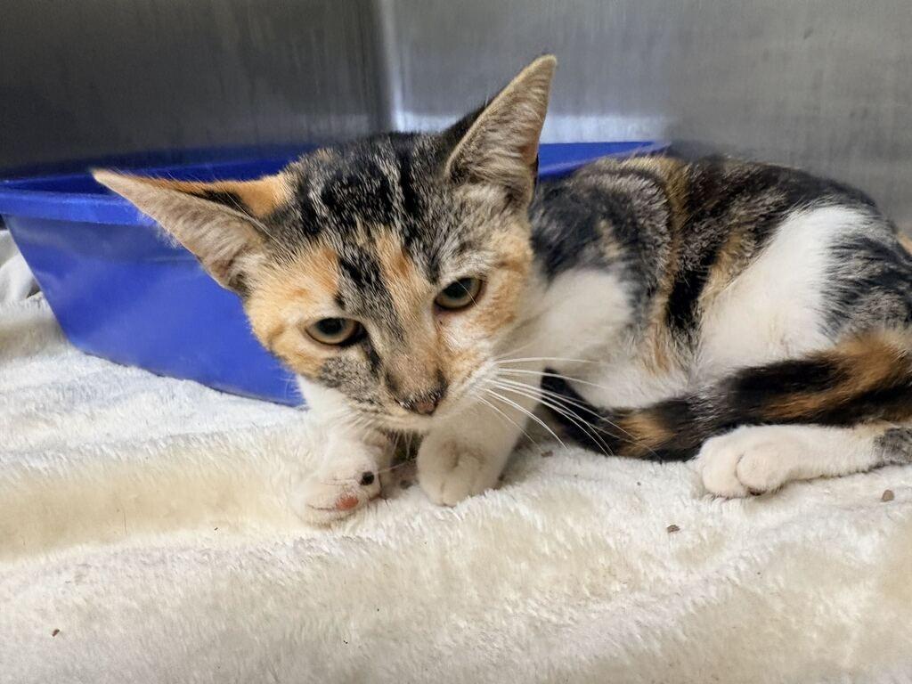 Enlarge EVANGELINE, a Adoptable mixed breed in Athens, AL image 1/2