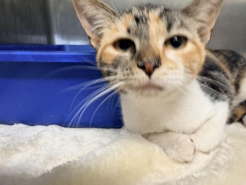 Enlarge EVANGELINE, a Adoptable mixed breed in Athens, AL image 2/2