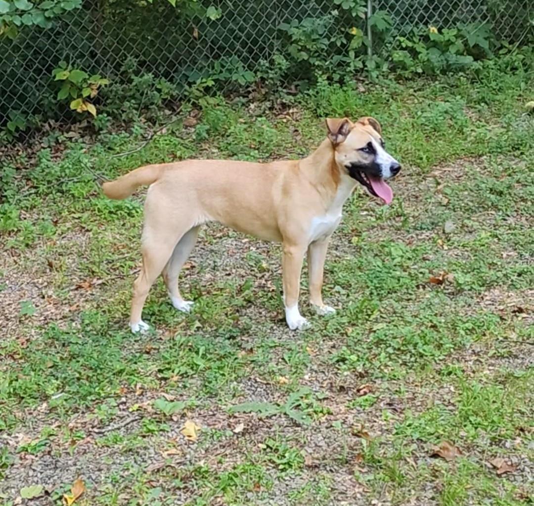 Honey, Adoptable, Young Female Black Mouth Cur & German Shepherd Dog.