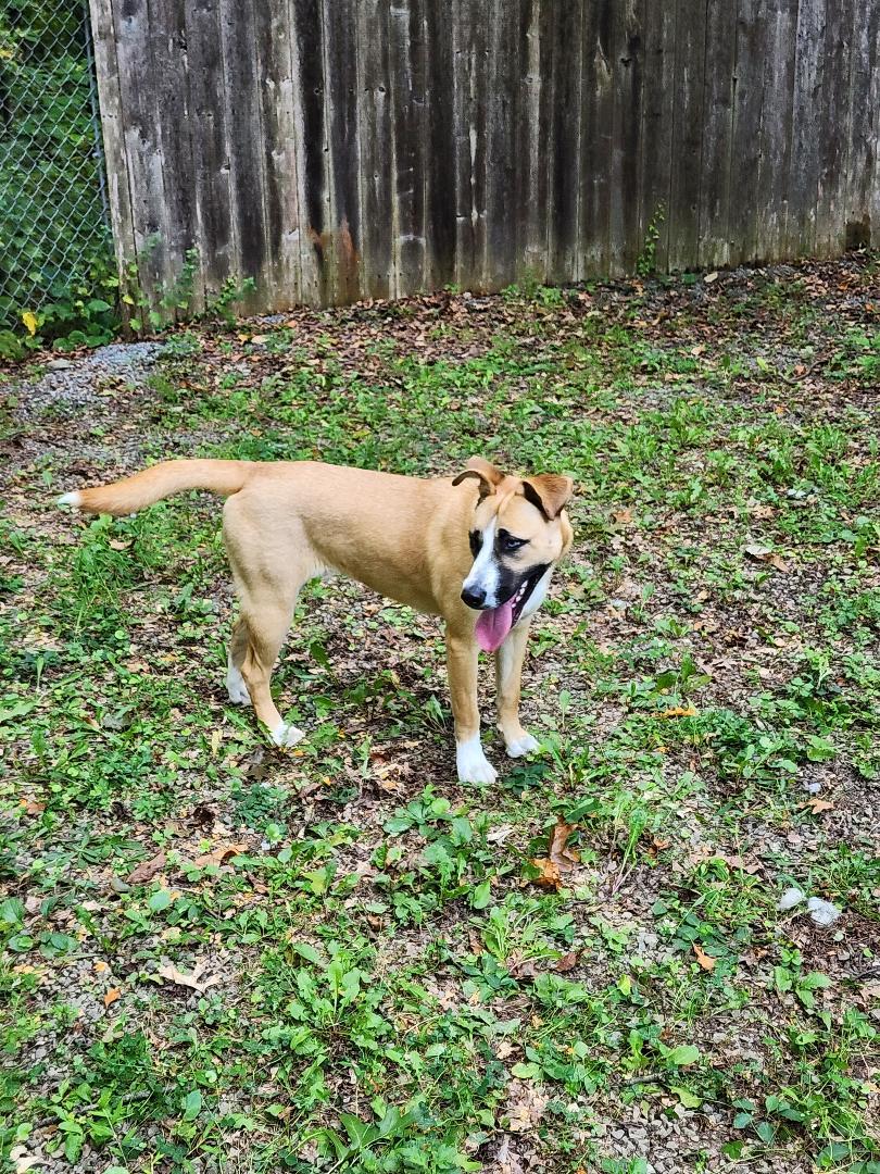 Enlarge Honey, a Adoptable mixed breed in Washingtonville, NY image 2/2
