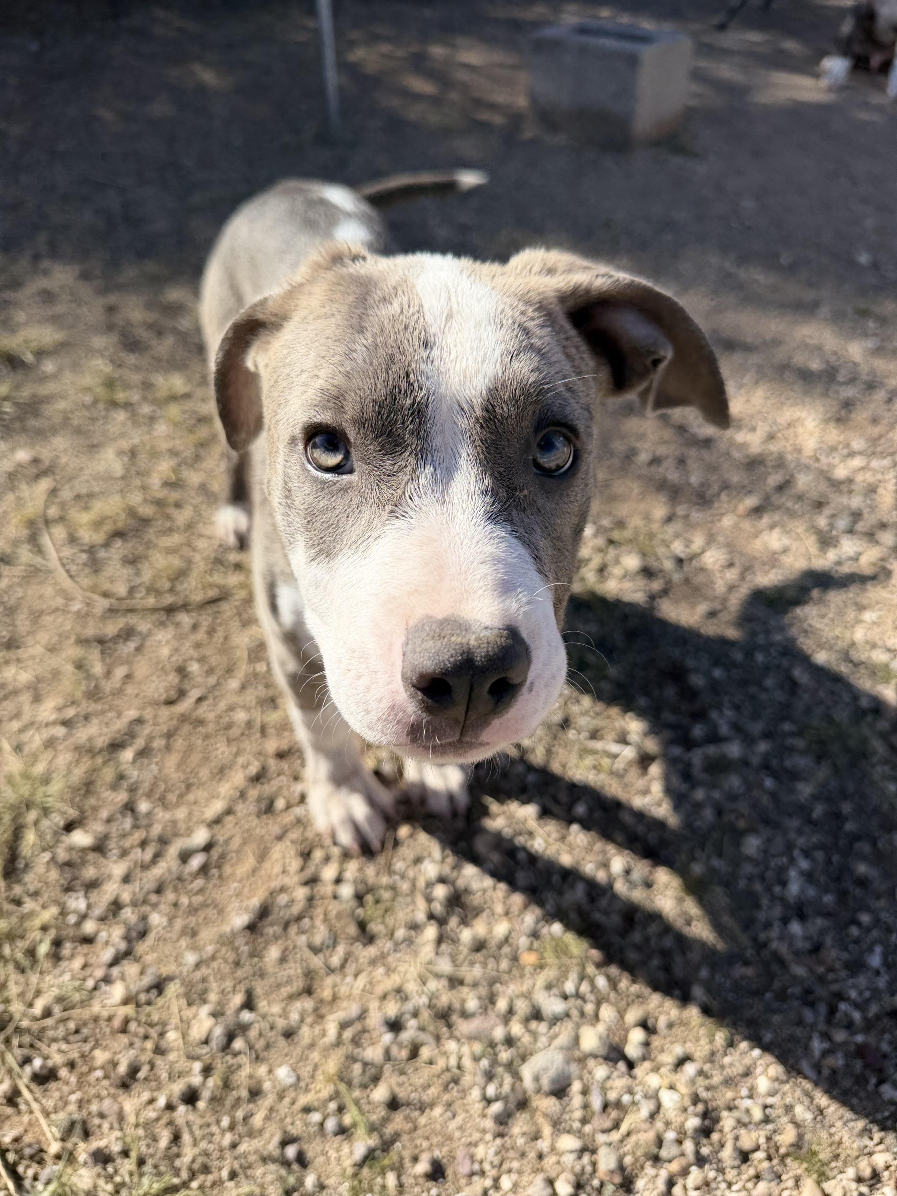 Enlarge Jill, a ADOPTABLE Pit Bull Terrier in Tucson, AZ image 1/1