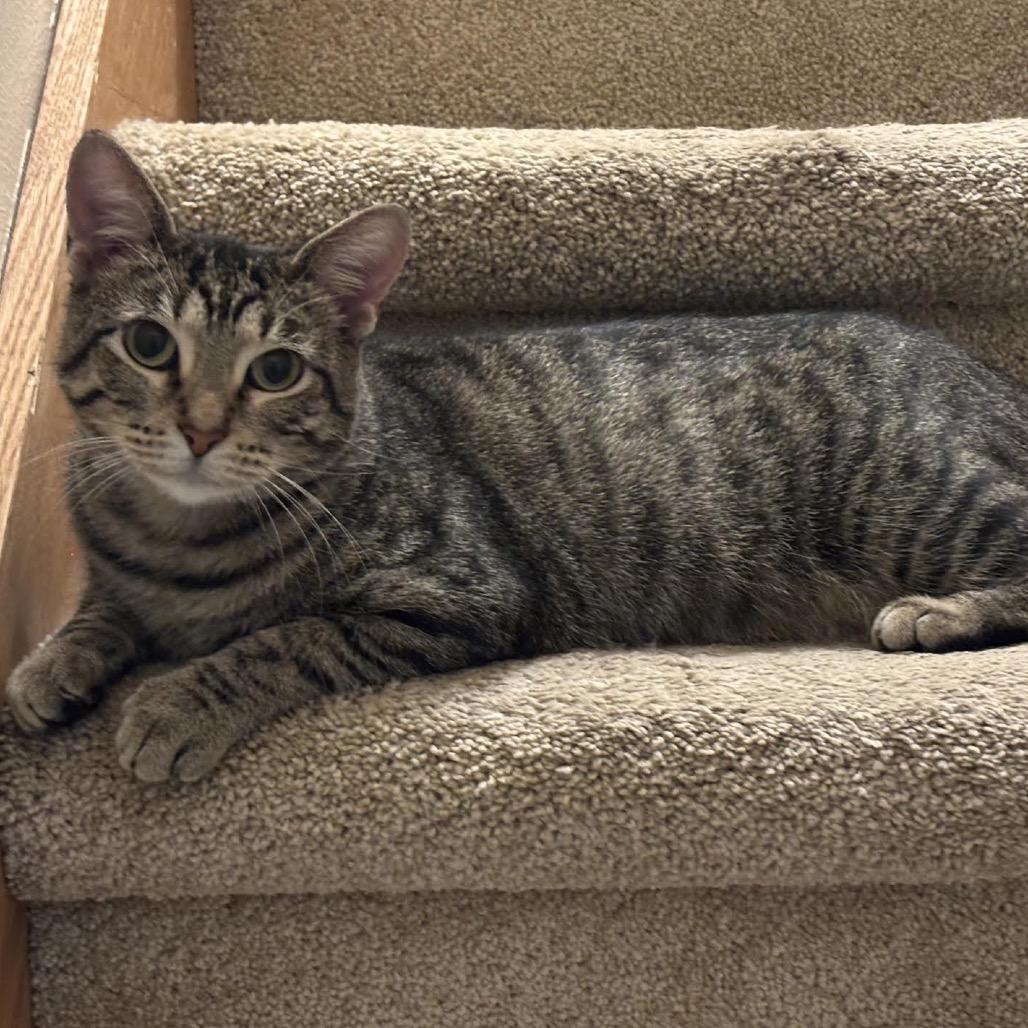 Enlarge Moxie, a Adoptable Domestic Short Hair in Madison, WI image 1/6