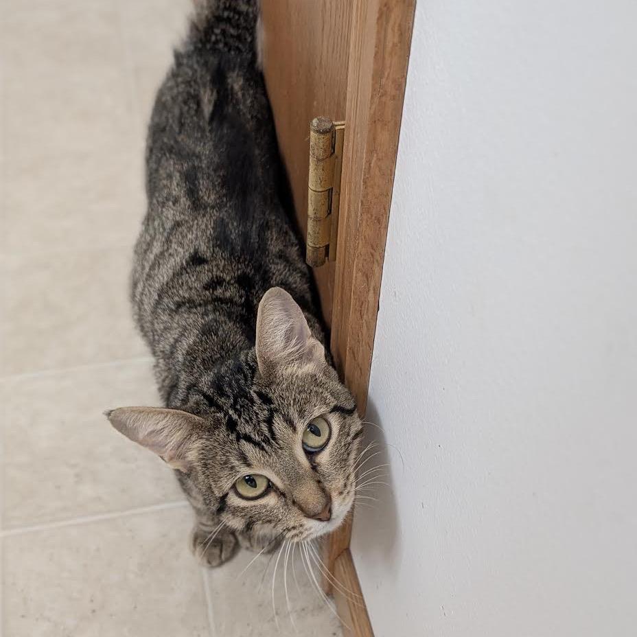 Enlarge Moxie, a Adoptable Domestic Short Hair in Madison, WI image 3/6
