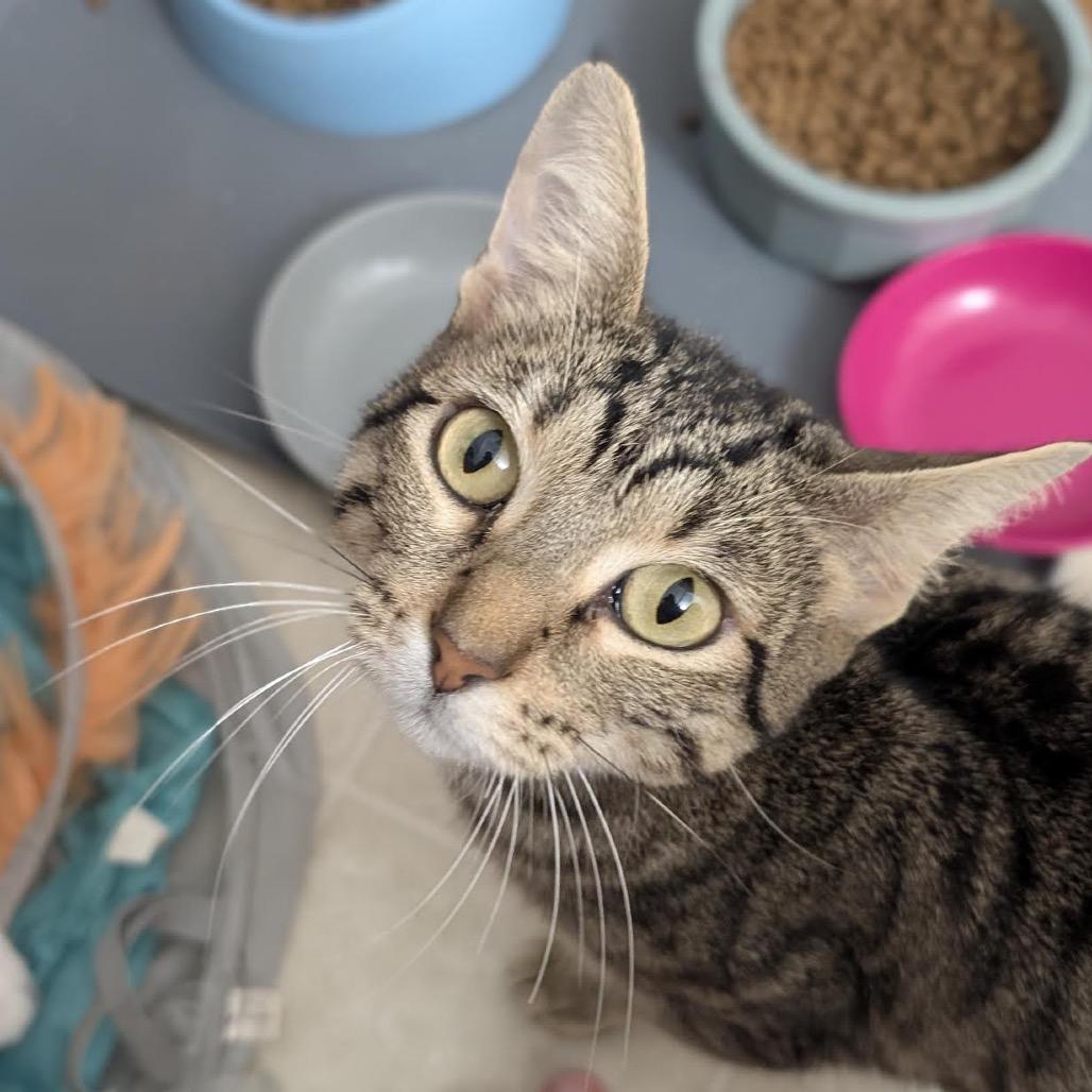 Enlarge Moxie, a Adoptable Domestic Short Hair in Madison, WI image 4/6