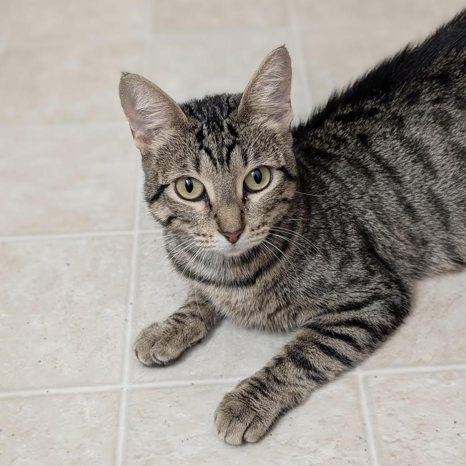 Enlarge Moxie, a Adoptable Domestic Short Hair in Madison, WI image 5/6