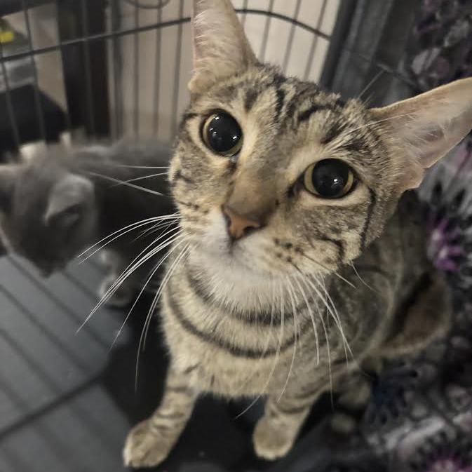 Enlarge Moxie, a Adoptable Domestic Short Hair in Madison, WI image 6/6