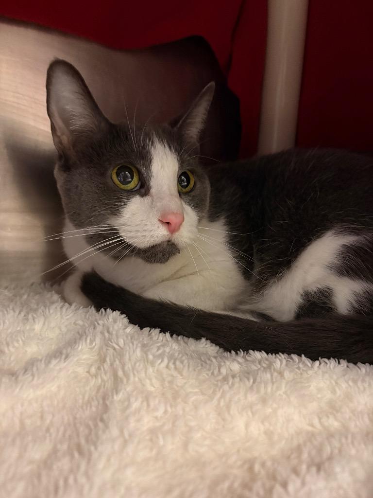 Enlarge Bella, a Adoptable mixed breed in Detroit, MI image 1/1