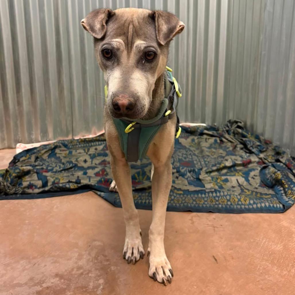 Marmoset, Adoptable, Young Male Shar-Pei & Shepherd.