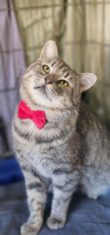 Bruno (Napa), a Adoptable Tabby in Vallejo, CA image 3/3