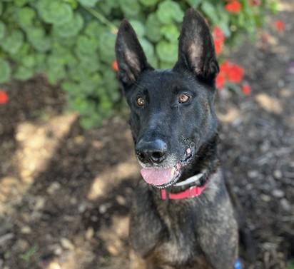 SPOCK, Adoptable, Adult Male Dutch Shepherd & Mixed Breed.