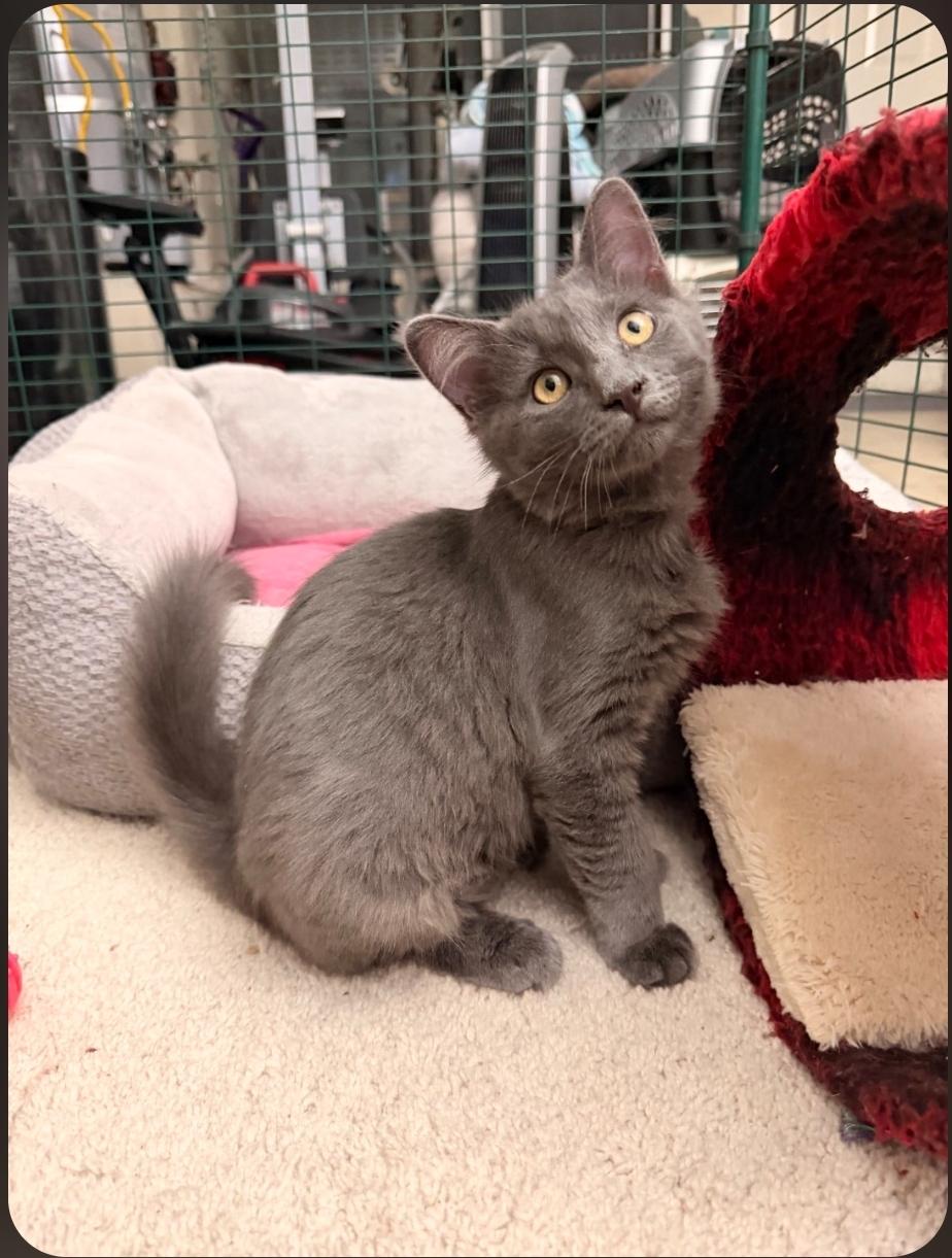 Tornado (green collar), adopted, Young Female Domestic Short Hair.
