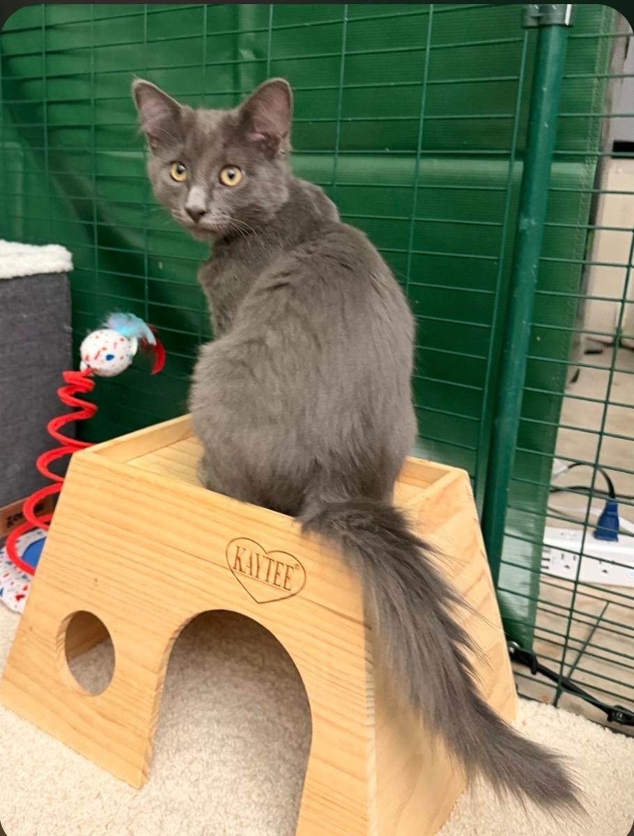 Tornado (green collar), an adopted Domestic Short Hair in Mission Viejo, CA image 2/2