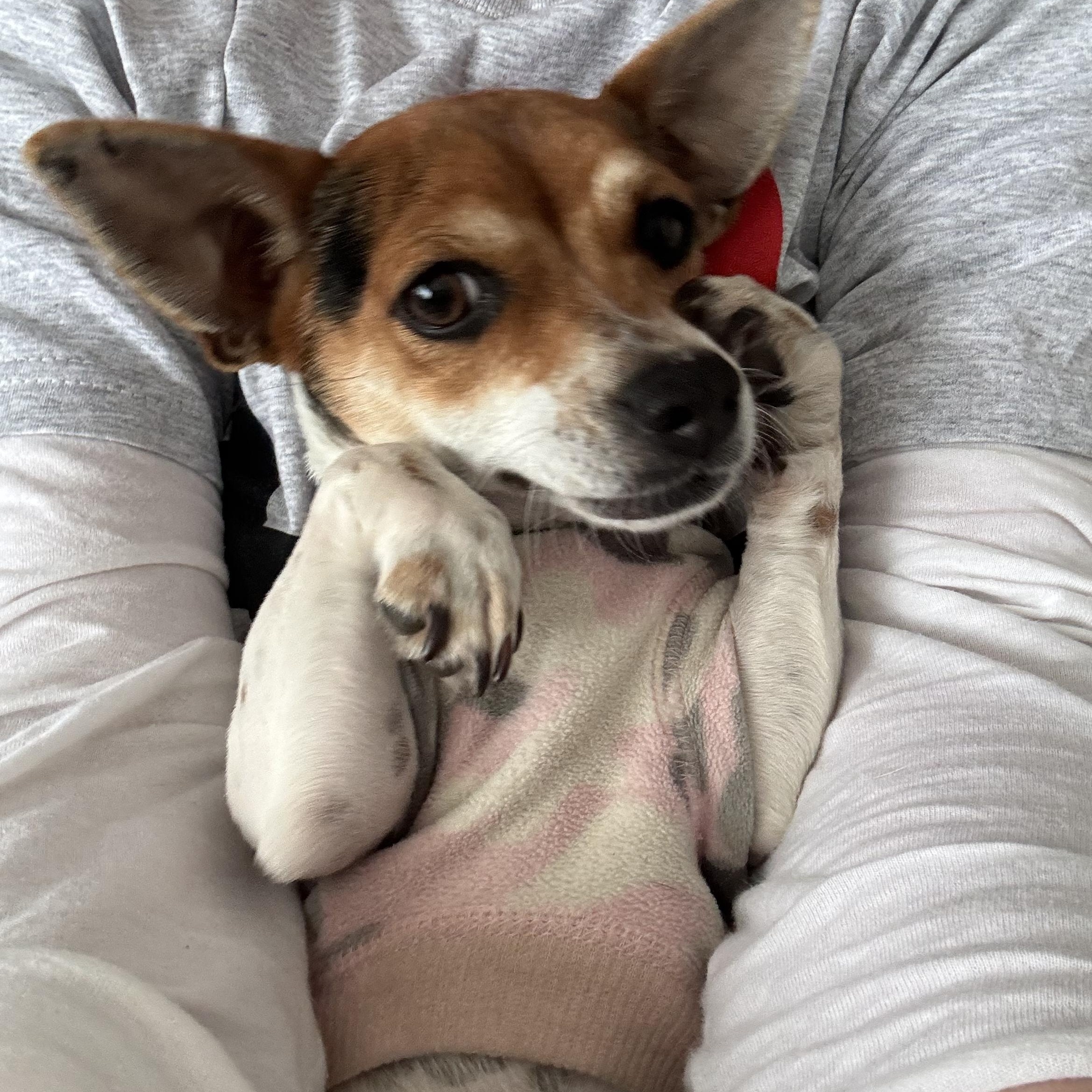 Darlene (6 pounds!), adopted, Puppy Female Chihuahua & Chiweenie.