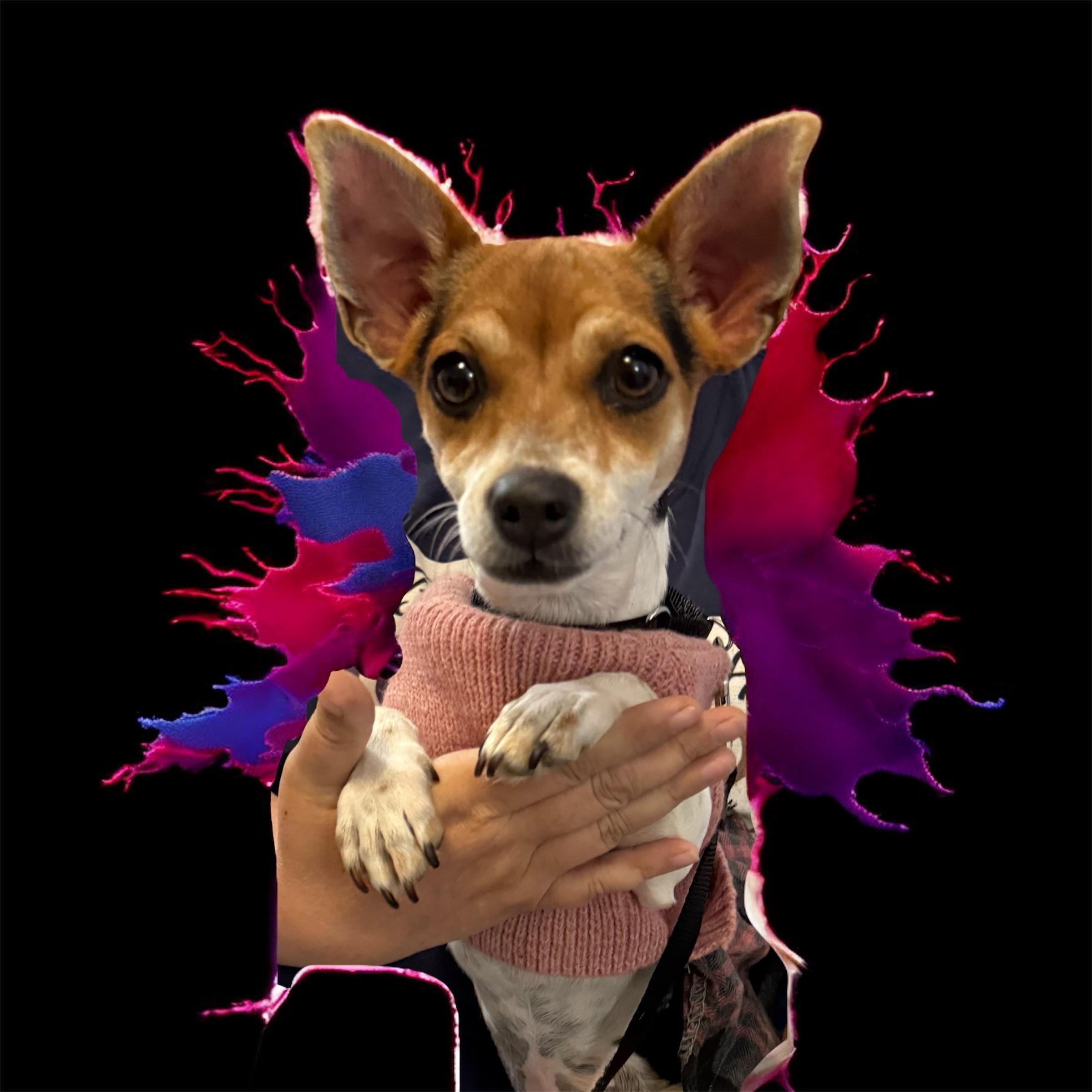 Darlene (6 pounds!), a Adoptable mixed breed in South Saint Paul, MN image 2/5