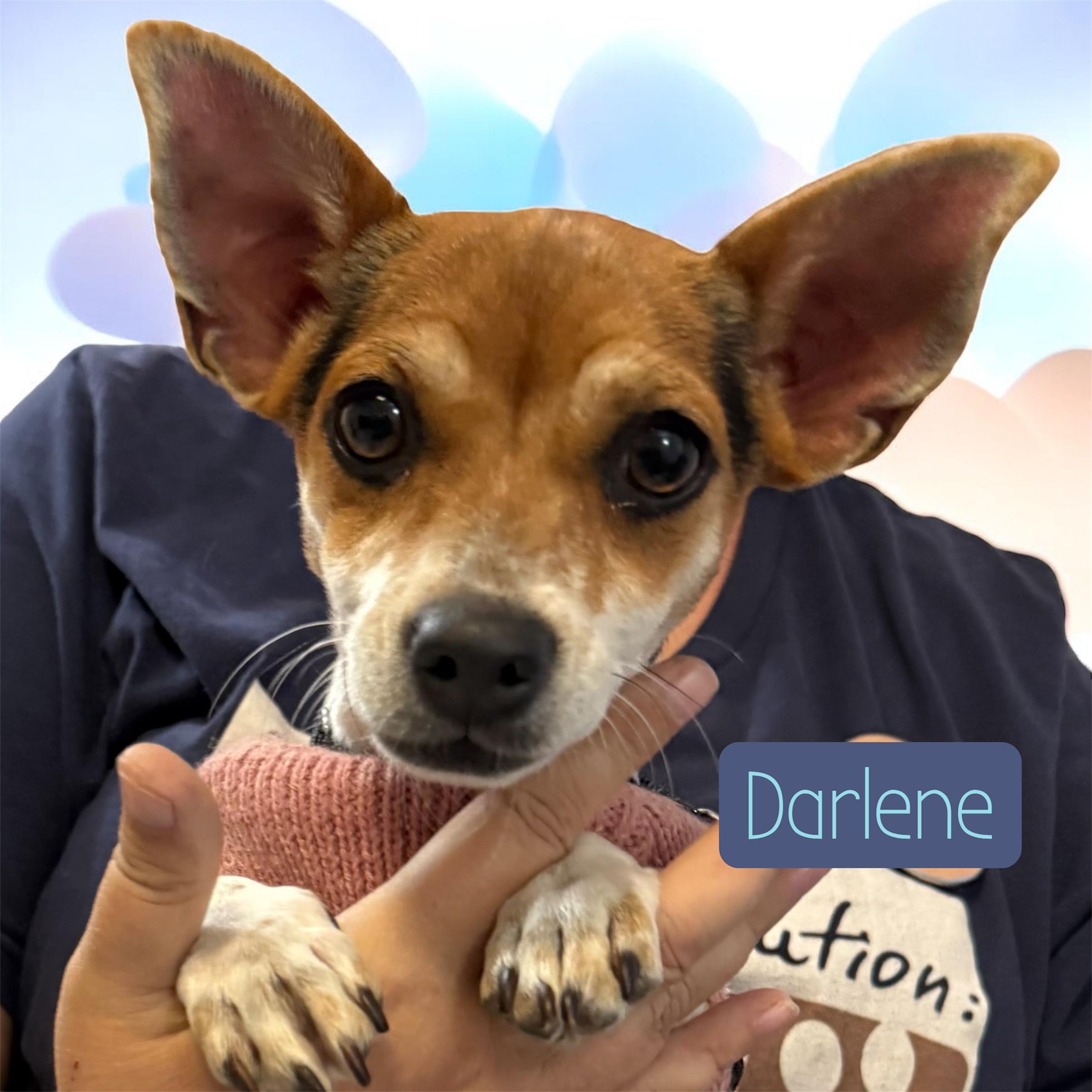 Darlene (6 pounds!), a Adoptable mixed breed in South Saint Paul, MN image 3/5