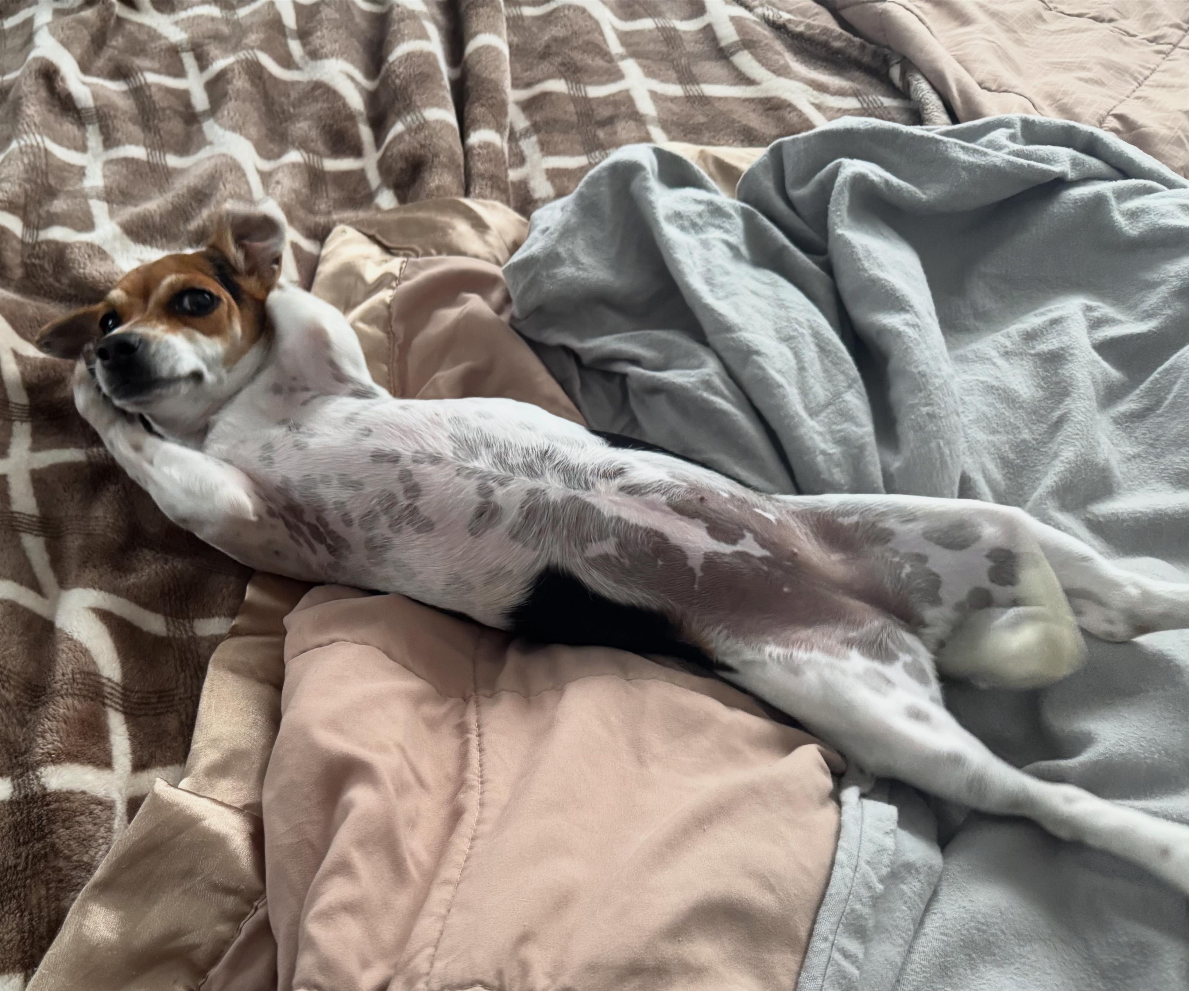 Darlene (6 pounds!), a Adoptable mixed breed in South Saint Paul, MN image 4/5