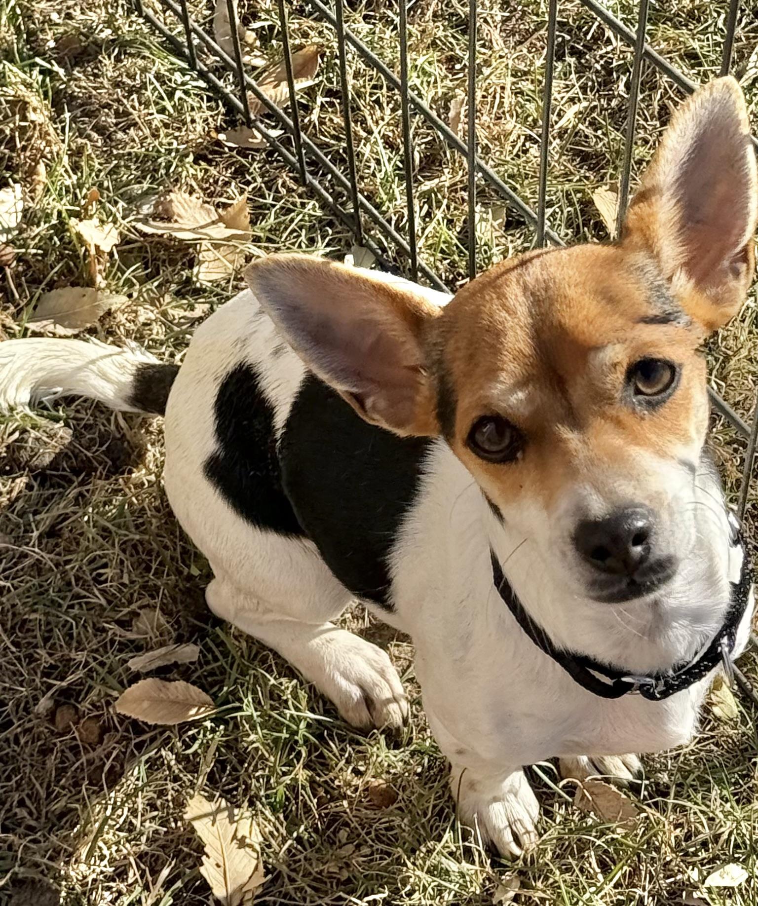 Darlene (6 pounds!), a Adoptable mixed breed in South Saint Paul, MN image 5/5