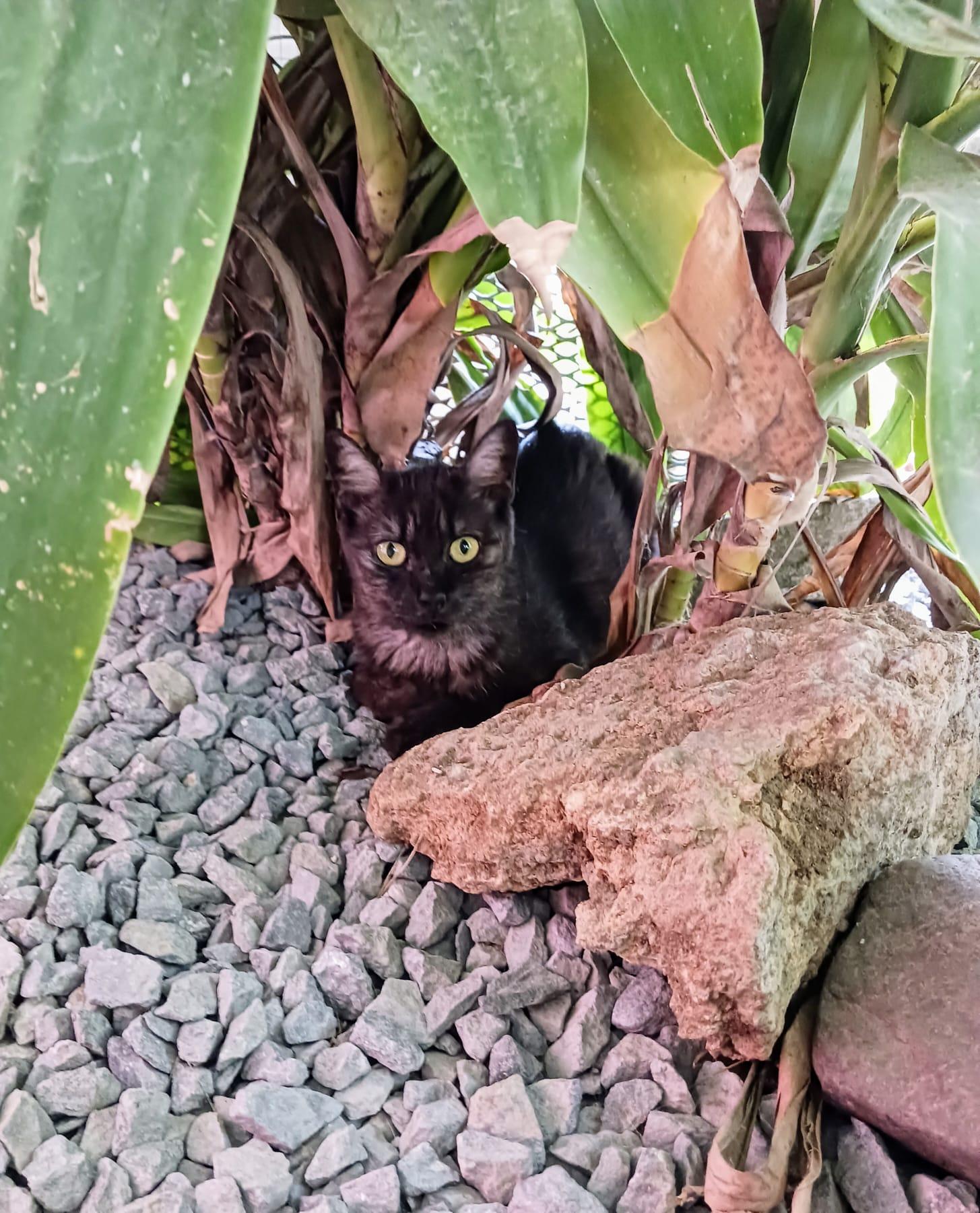 Enlarge Nochelina, a Adoptable Domestic Short Hair in Buffalo, NY image 4/6