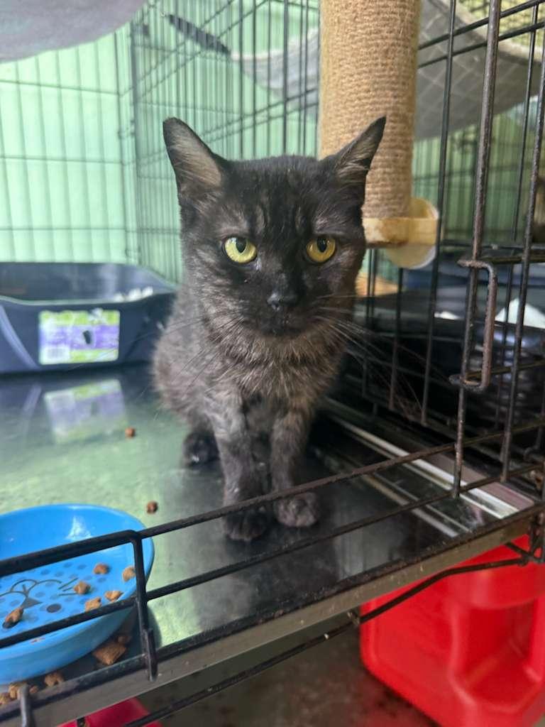 Enlarge Nochelina, a Adoptable Domestic Short Hair in Buffalo, NY image 3/6