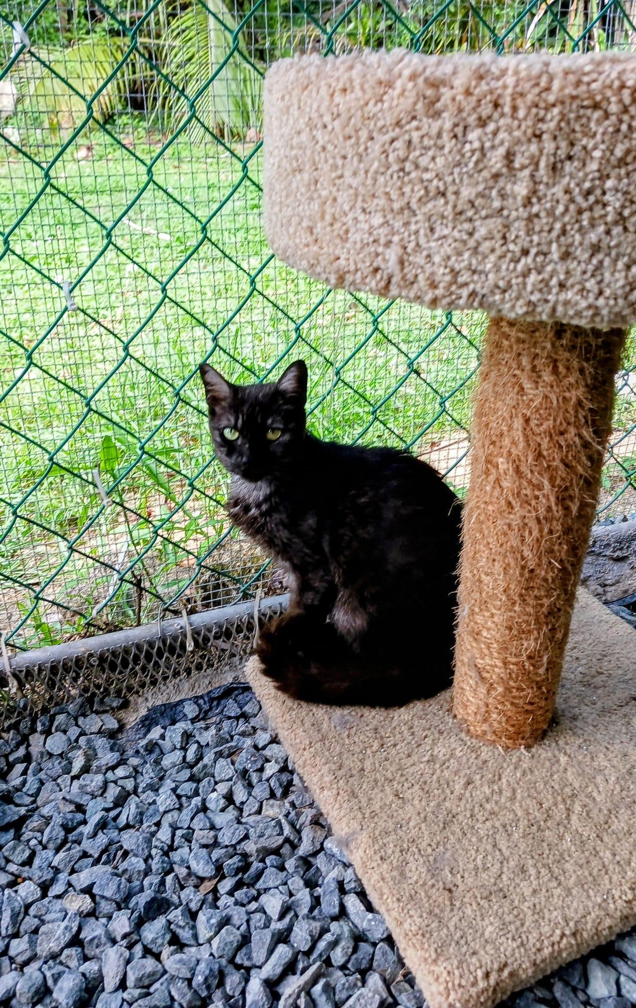 Enlarge Nochelina, a Adoptable Domestic Short Hair in Buffalo, NY image 5/6