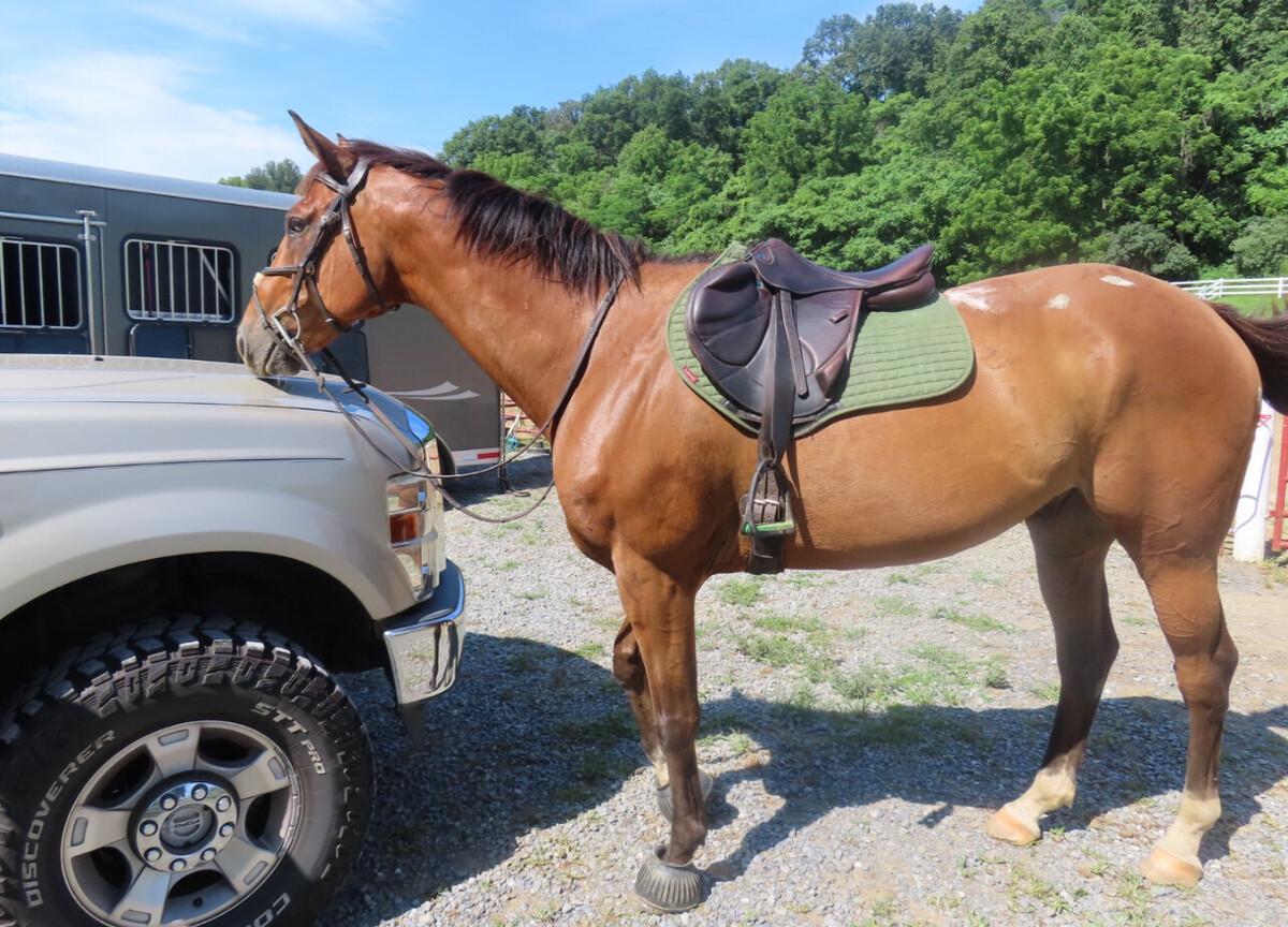 Enlarge Mischief, a ADOPTABLE Thoroughbred in KNOXVILLE, MD image 1/3