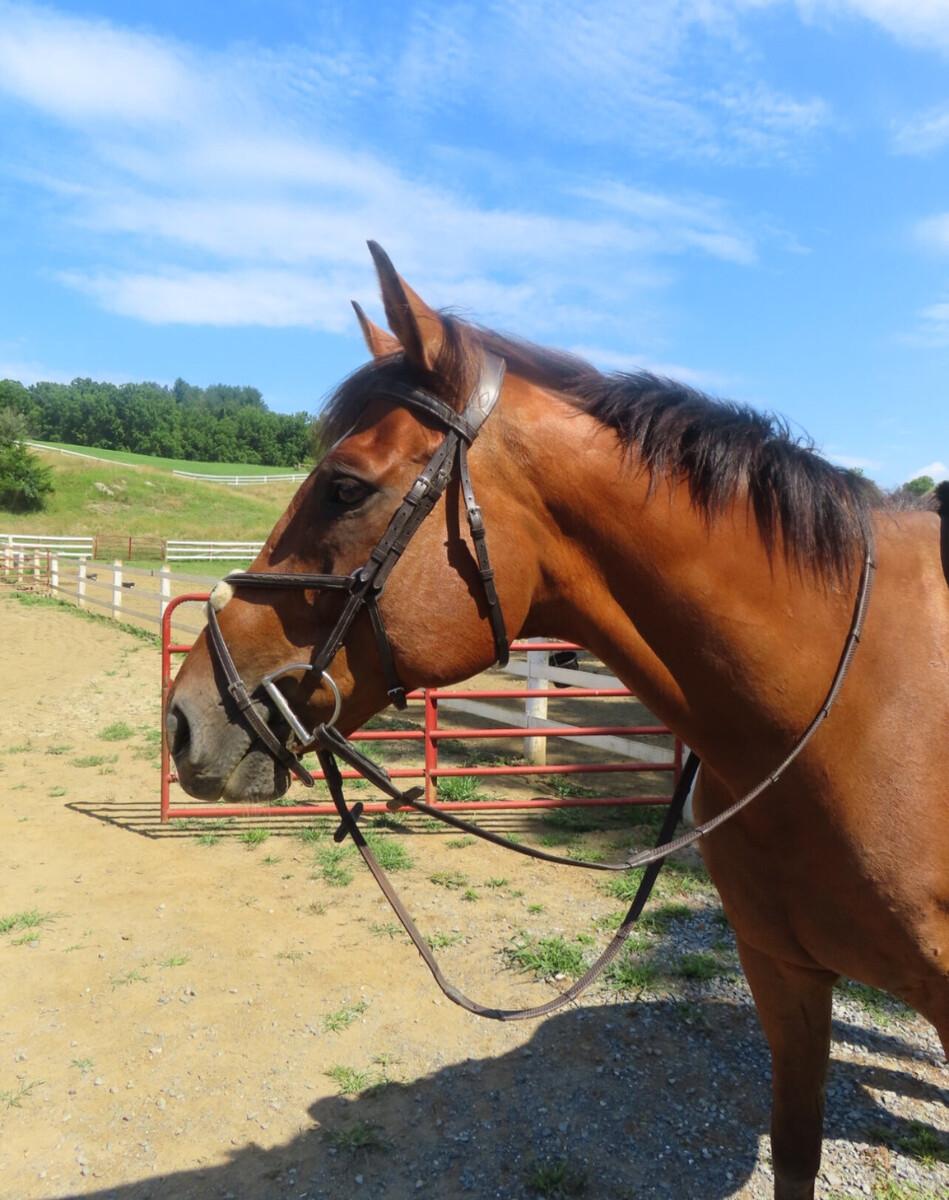 Enlarge Mischief, a ADOPTABLE Thoroughbred in KNOXVILLE, MD image 2/3
