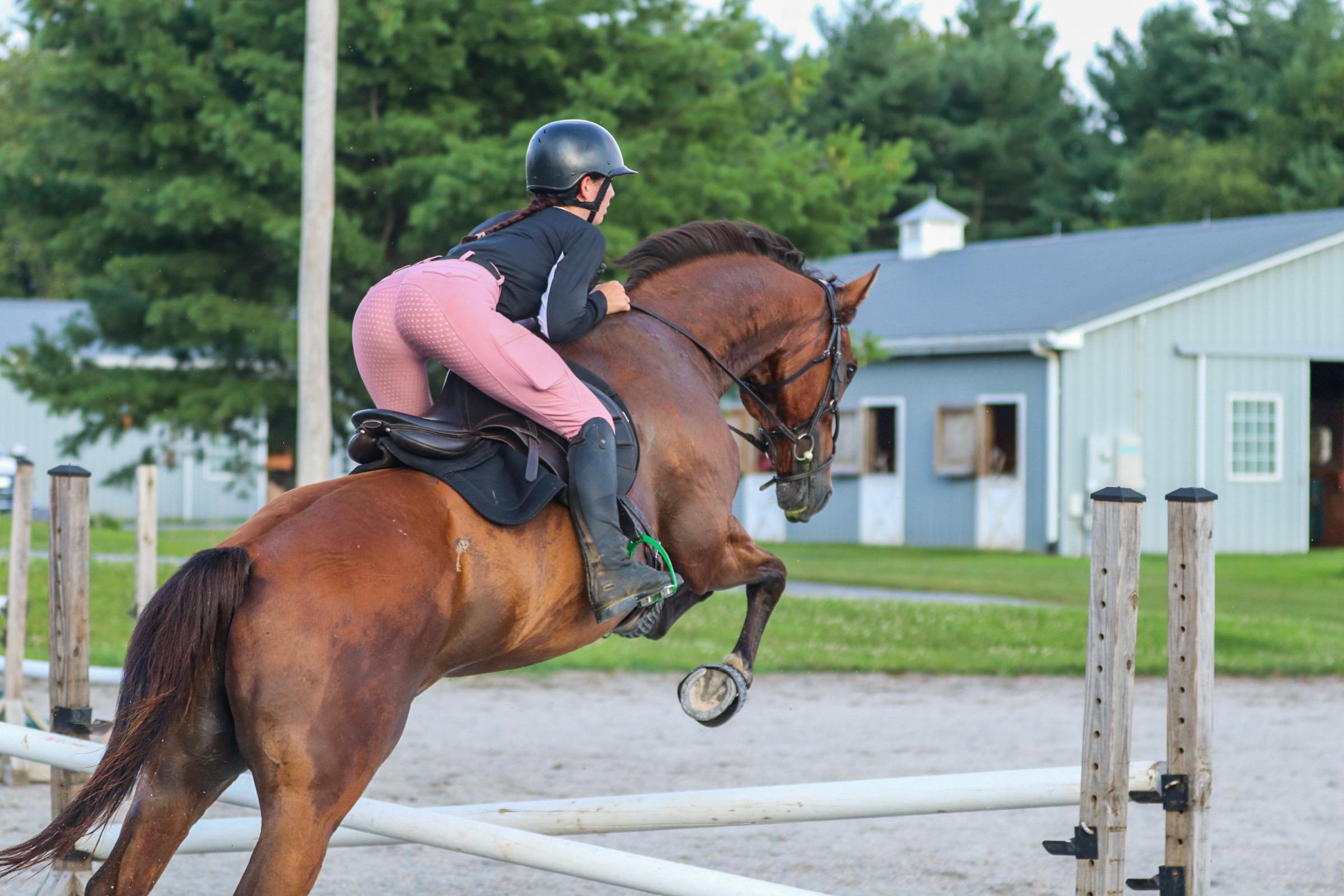 Enlarge Mischief, a ADOPTABLE Thoroughbred in KNOXVILLE, MD image 3/3