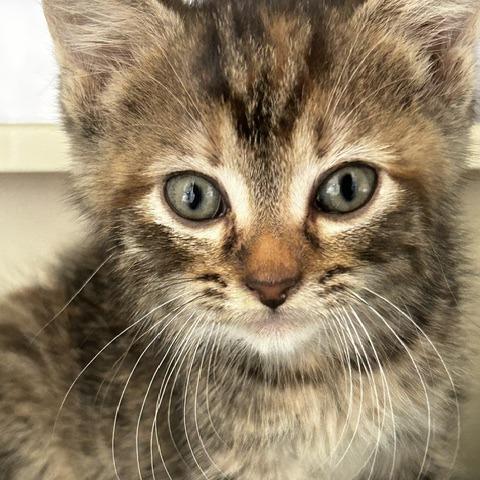 Poshy, Adoptable, Kitten Female American Shorthair.