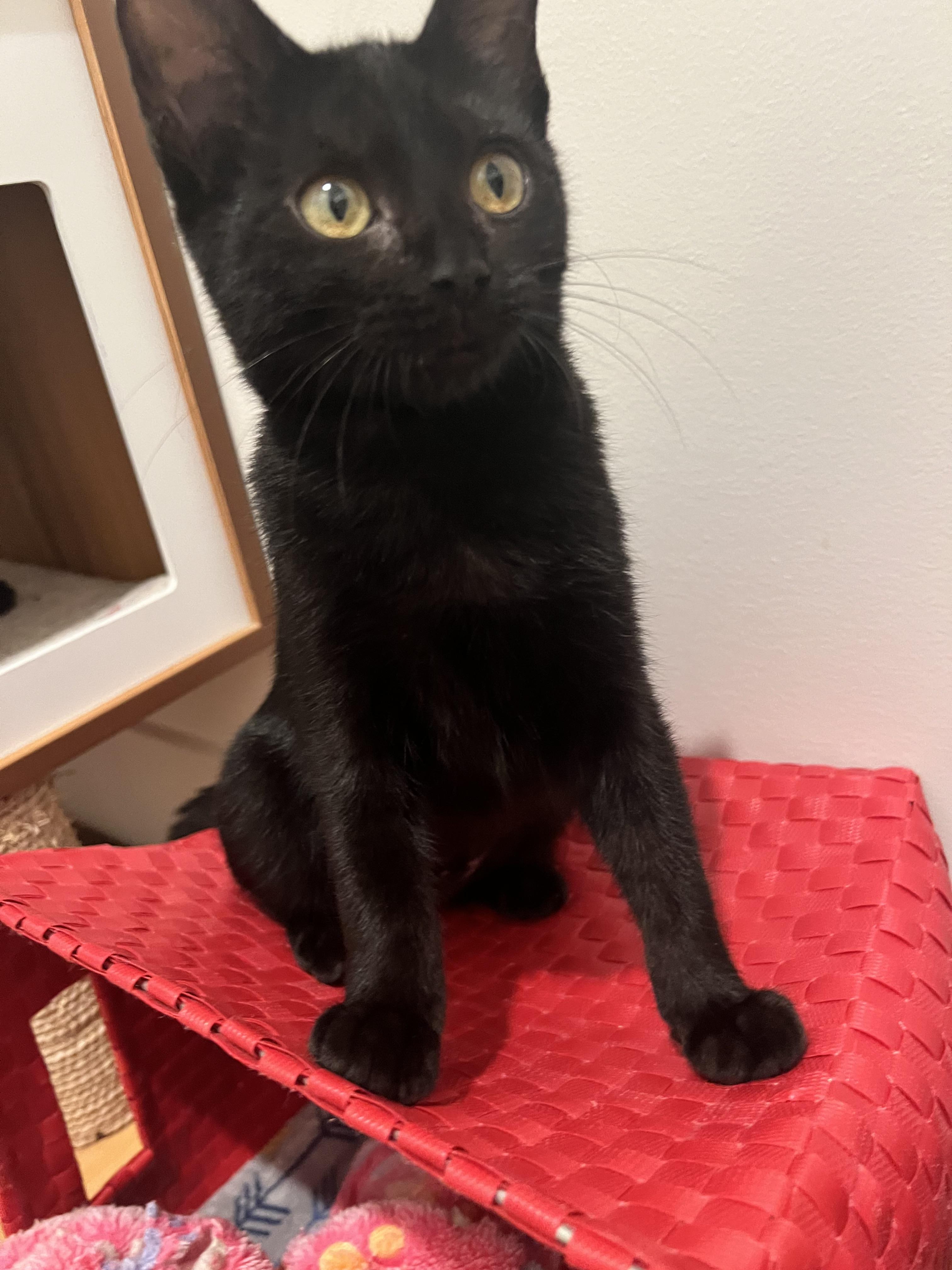 Enlarge Raven, a Adoptable Domestic Short Hair in Columbia, MO image 3/4