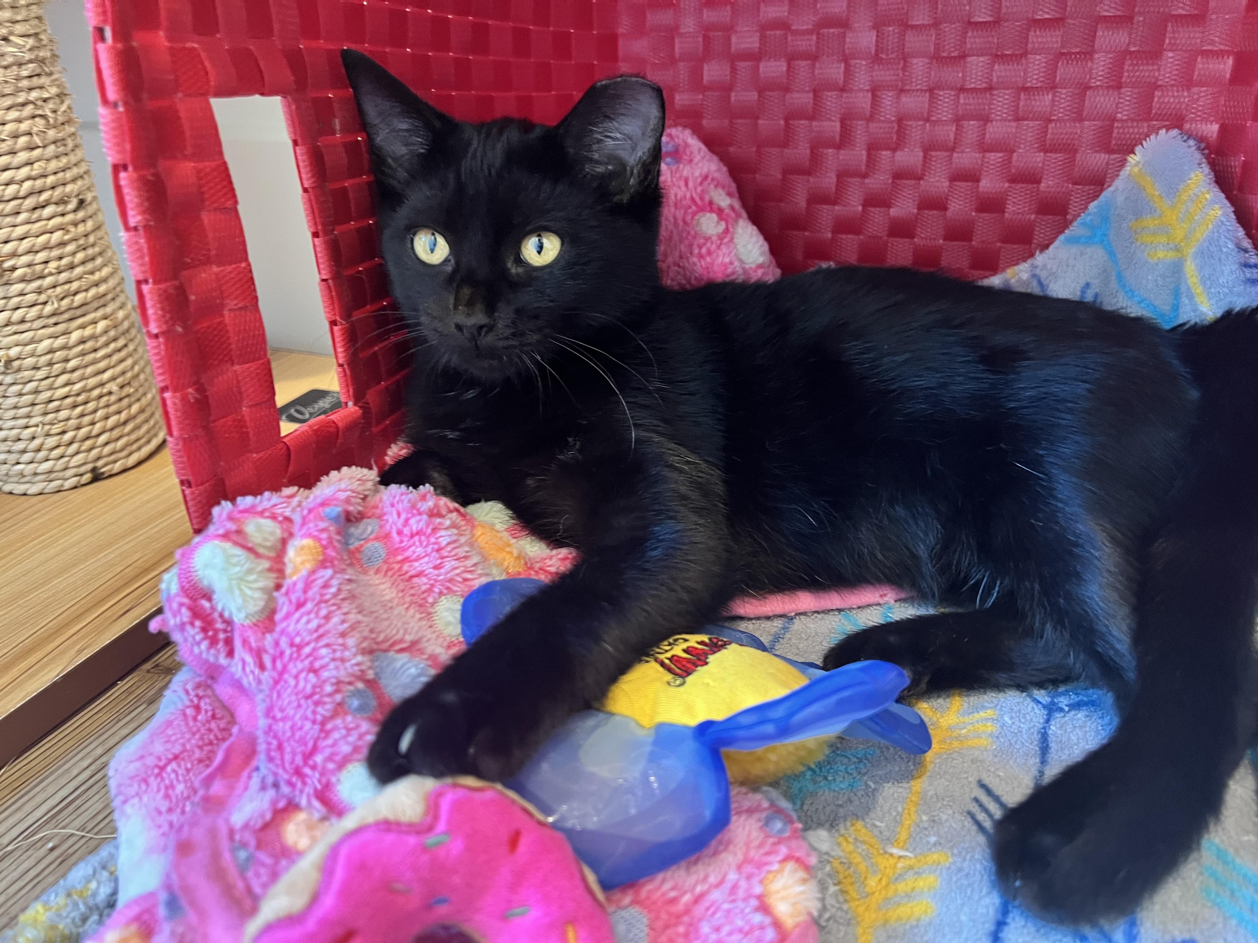 Enlarge Raven, a Adoptable Domestic Short Hair in Columbia, MO image 1/4
