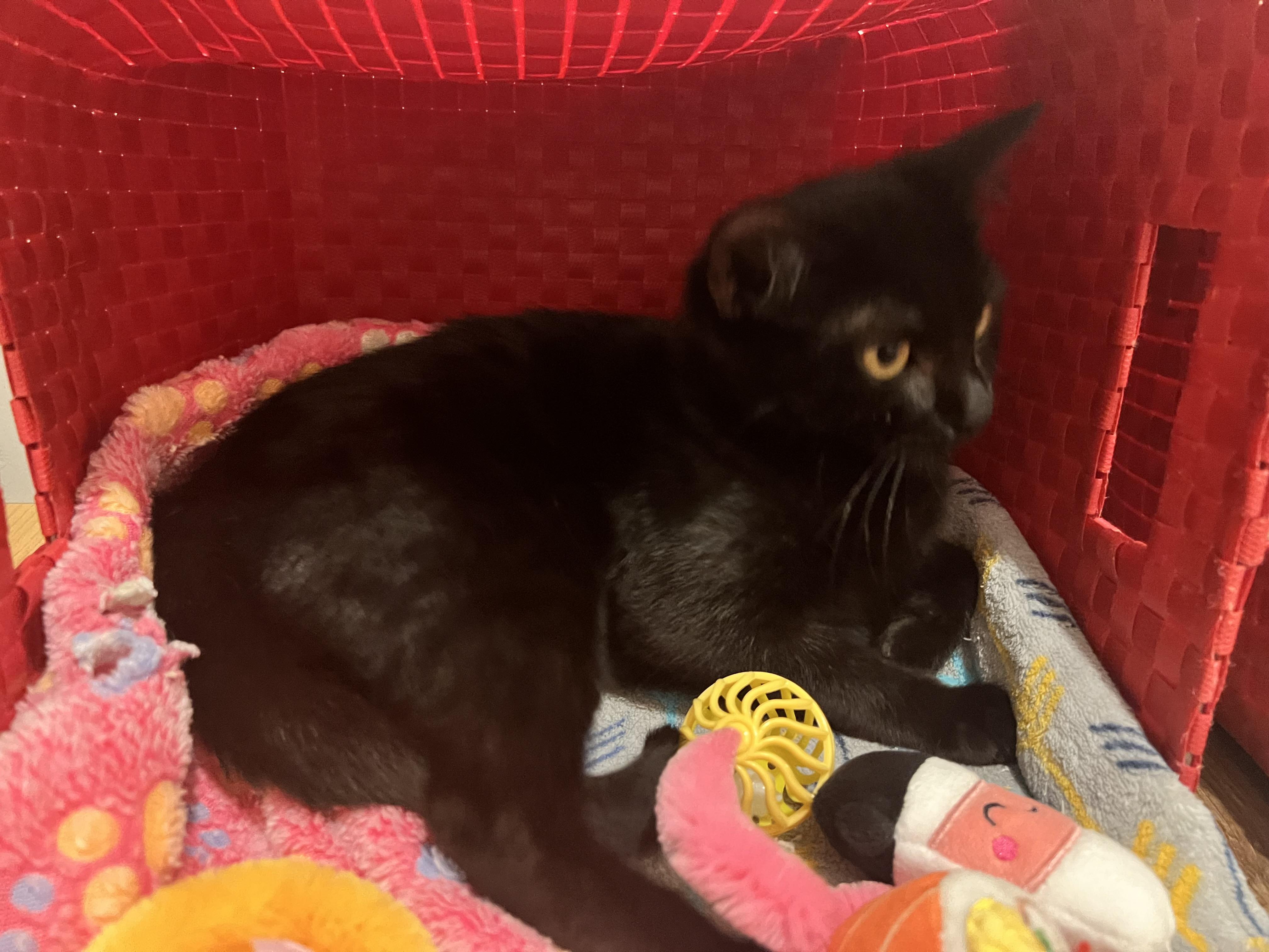 Enlarge Raven, a Adoptable Domestic Short Hair in Columbia, MO image 2/4