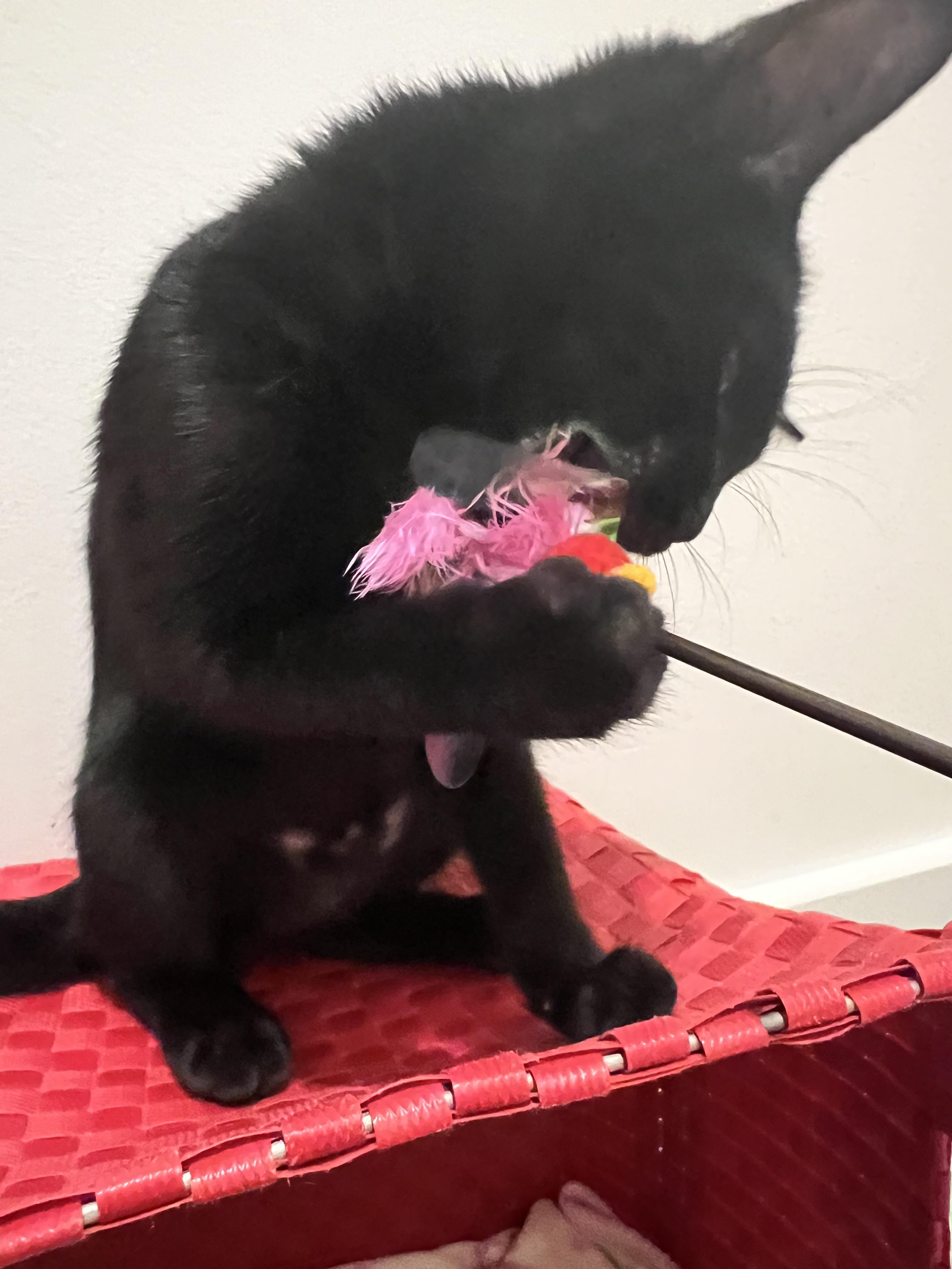 Enlarge Raven, a Adoptable Domestic Short Hair in Columbia, MO image 4/4