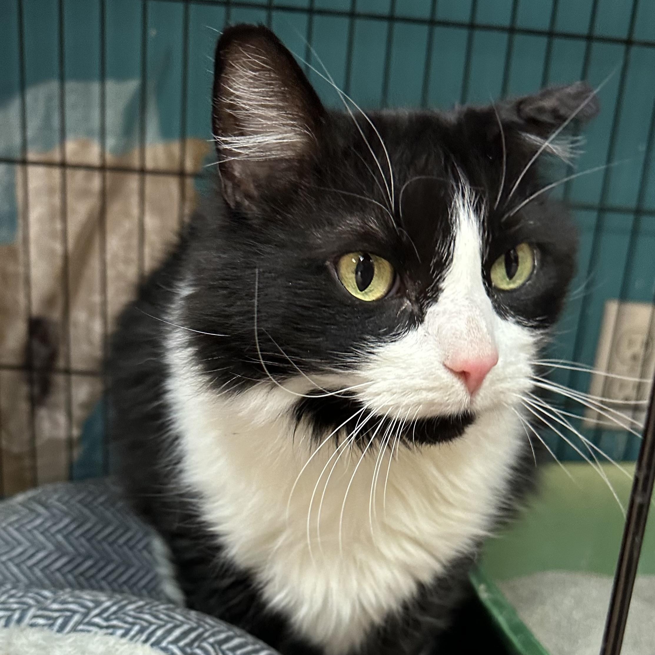 Kendall, ADOPTABLE, Adult Female Domestic Long Hair.