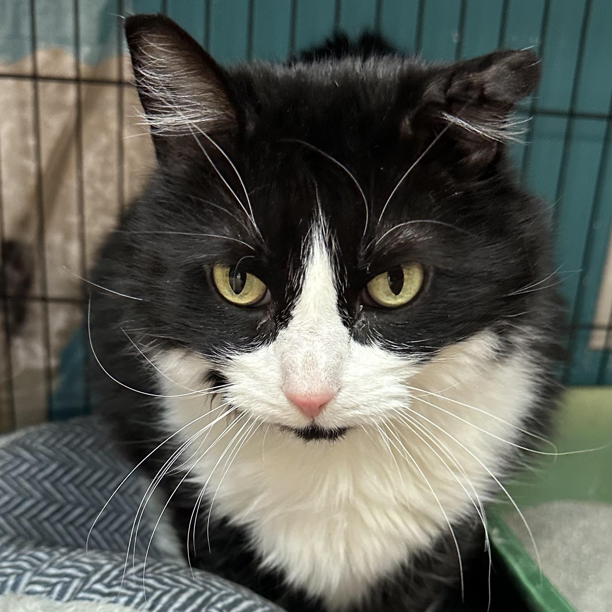 Enlarge Kendall, a ADOPTABLE Domestic Long Hair in Brookings, SD image 2/2