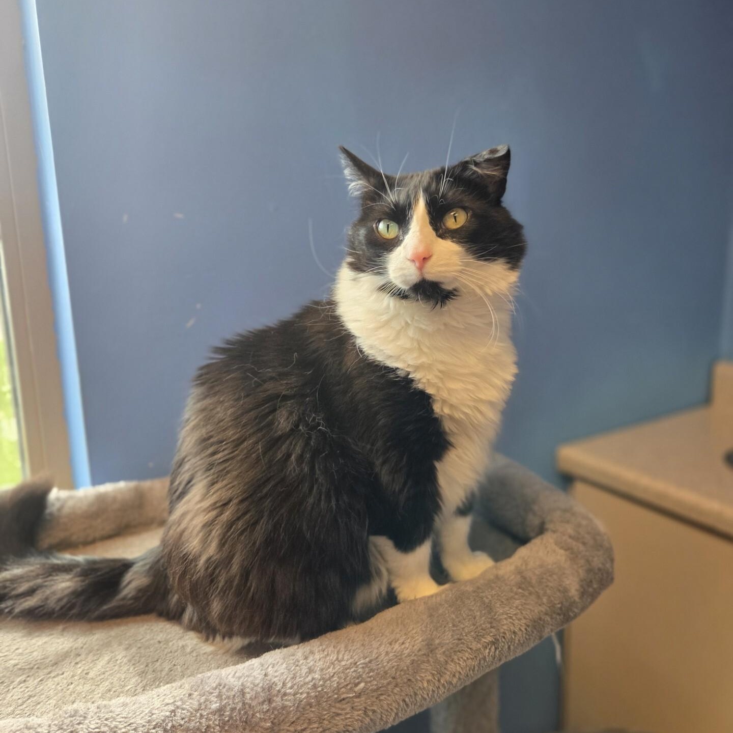 Kendall, a ADOPTABLE Domestic Long Hair in Brookings, SD image 1/2