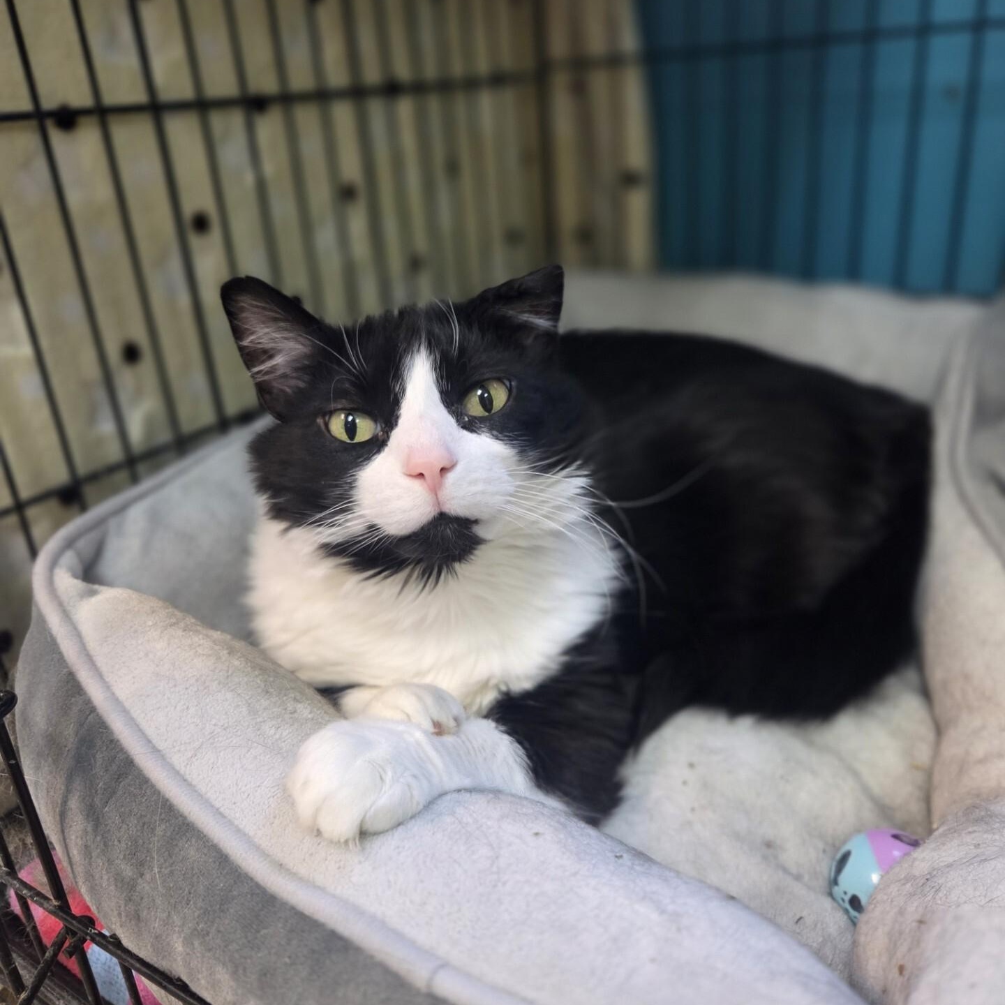 Kendall, a ADOPTABLE Domestic Long Hair in Brookings, SD image 2/2